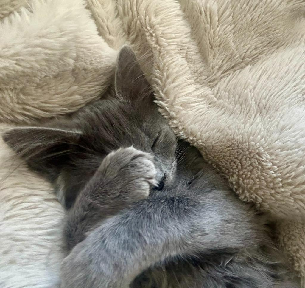Guava26, Adoptable, Kitten Female Domestic Long Hair.