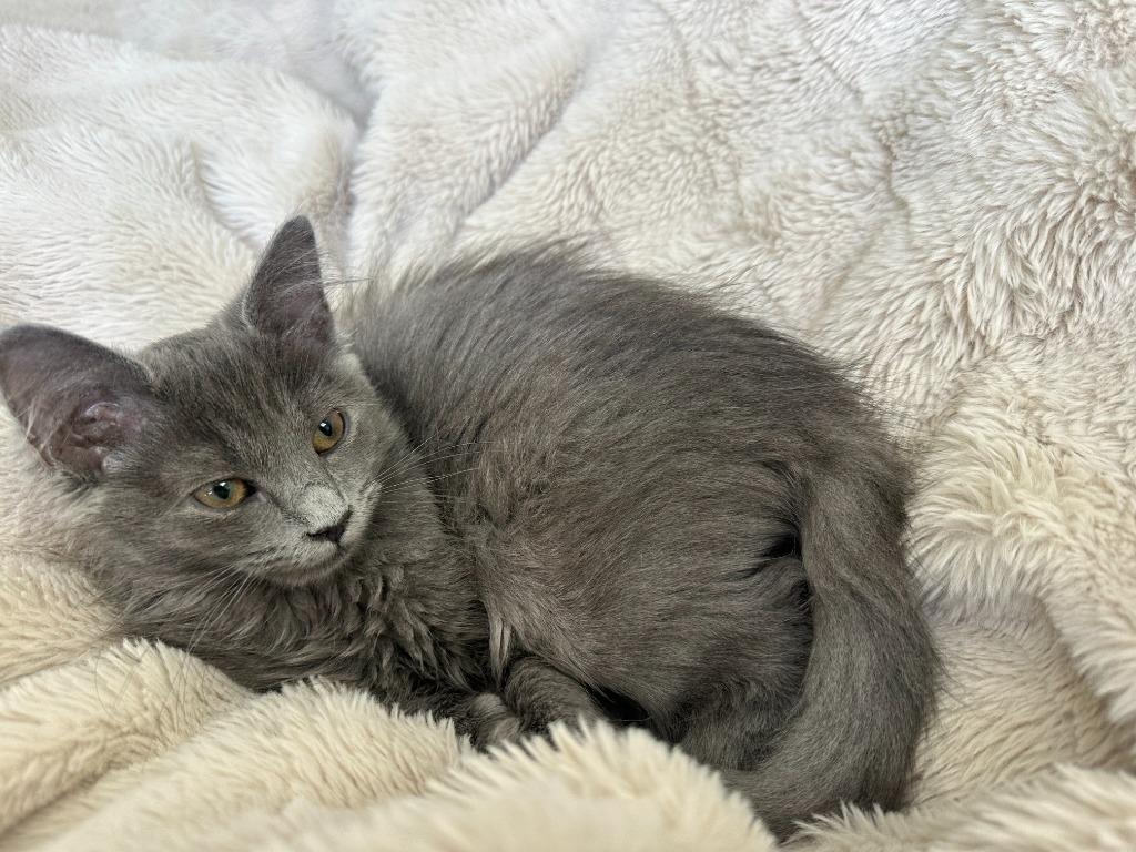 Guava26, a Adoptable mixed breed in Youngsville, NC image 3/4