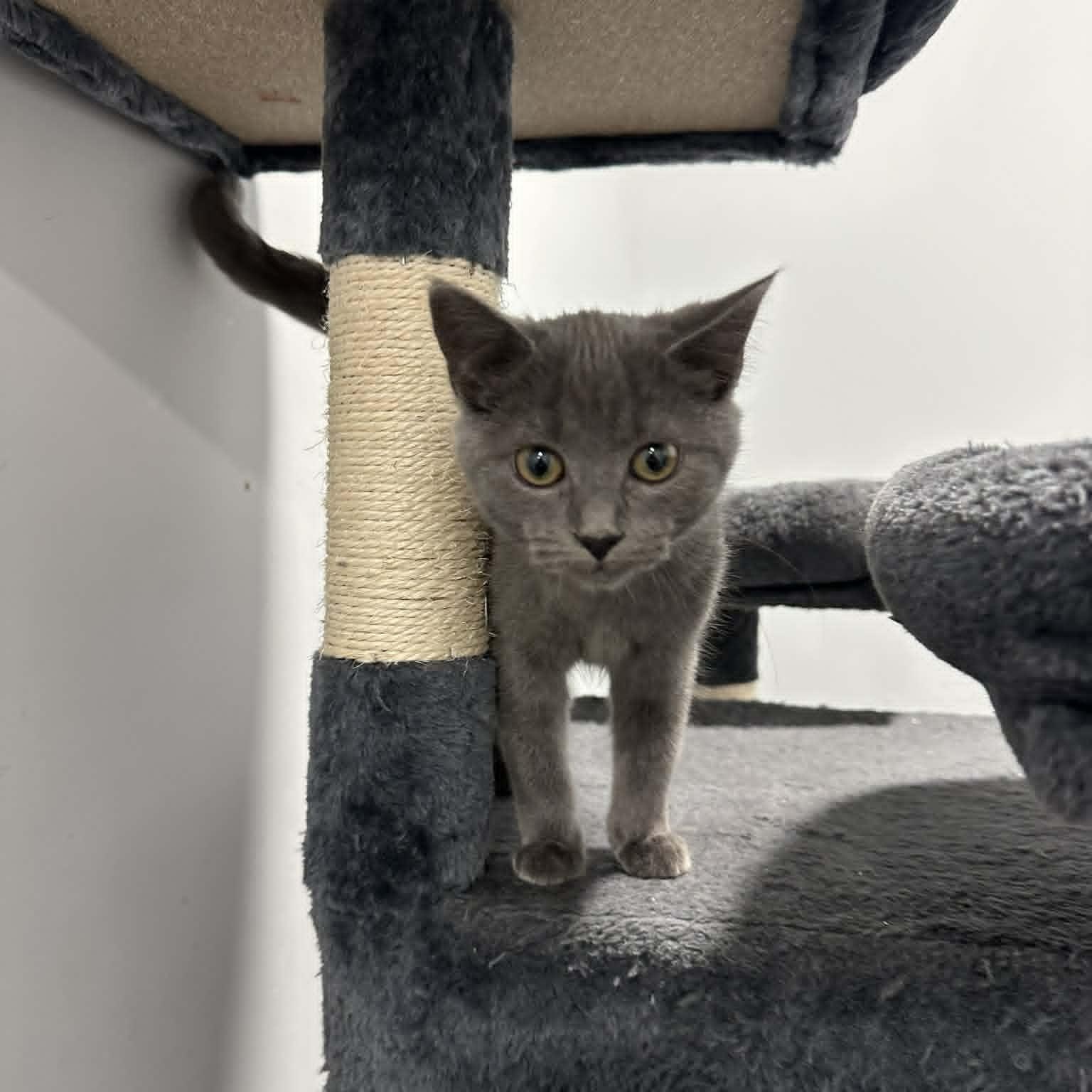 Sam, a hold American Shorthair in Danbury, CT image 2/4