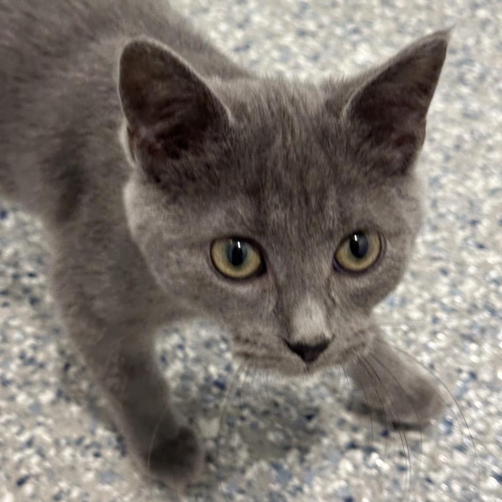 Sam, a hold American Shorthair in Danbury, CT image 1/4