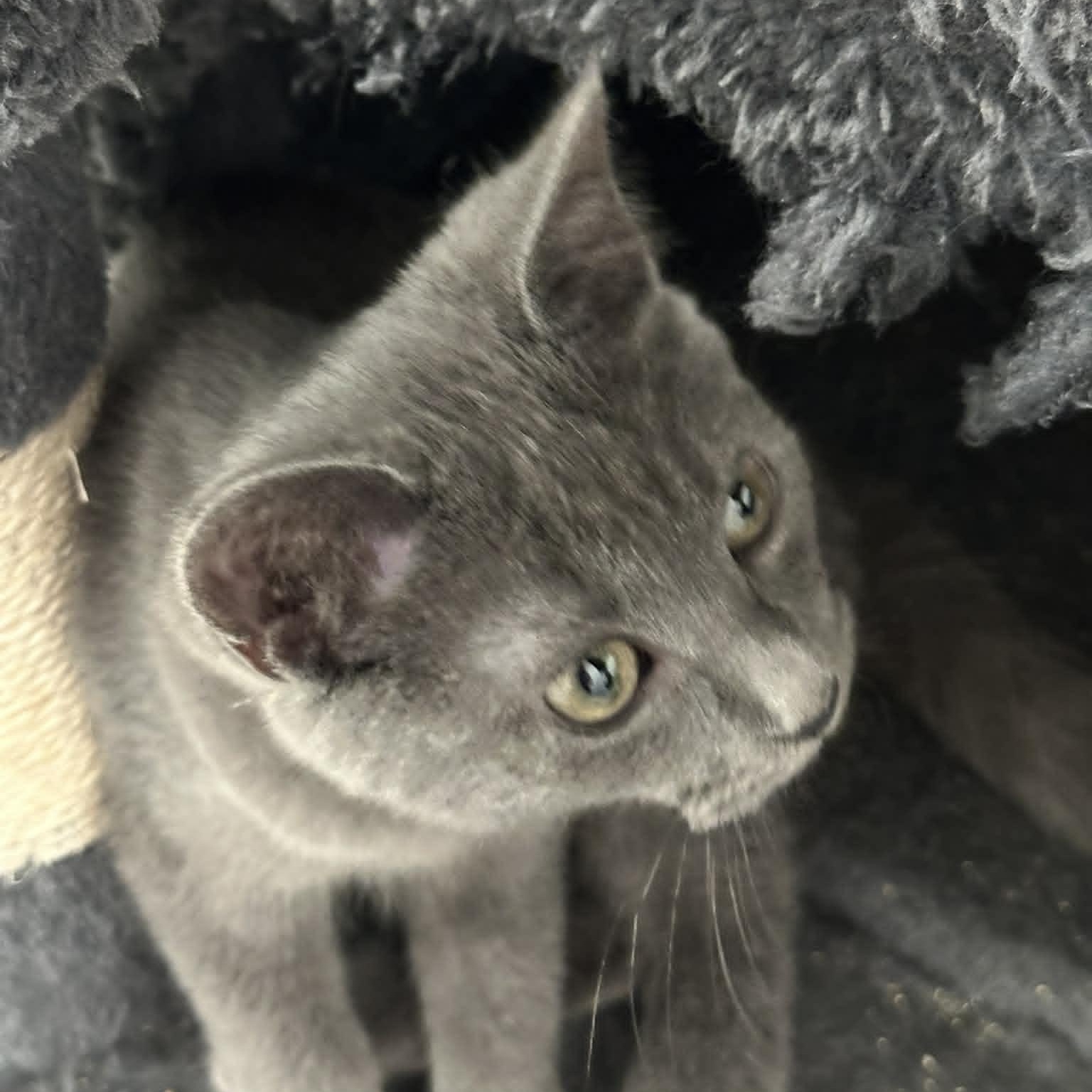 Sam, a hold American Shorthair in Danbury, CT image 4/4