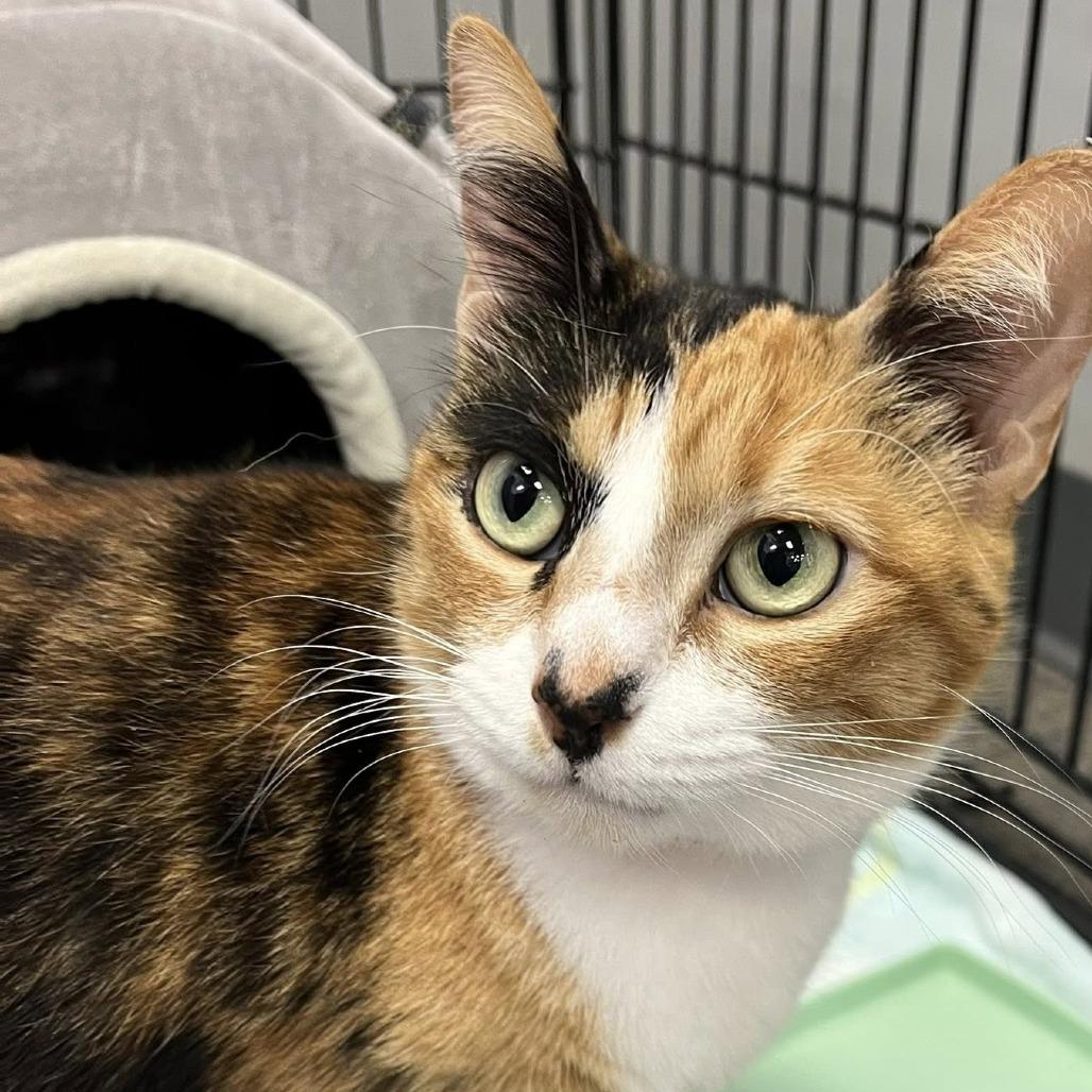 Enlarge Fendi, a Adoptable Domestic Short Hair in Hamburg, NY image 1/2