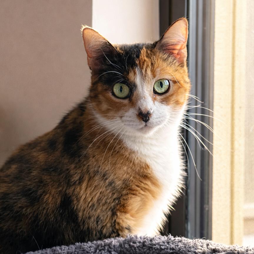 Enlarge Fendi, a Adoptable Domestic Short Hair in Hamburg, NY image 2/2