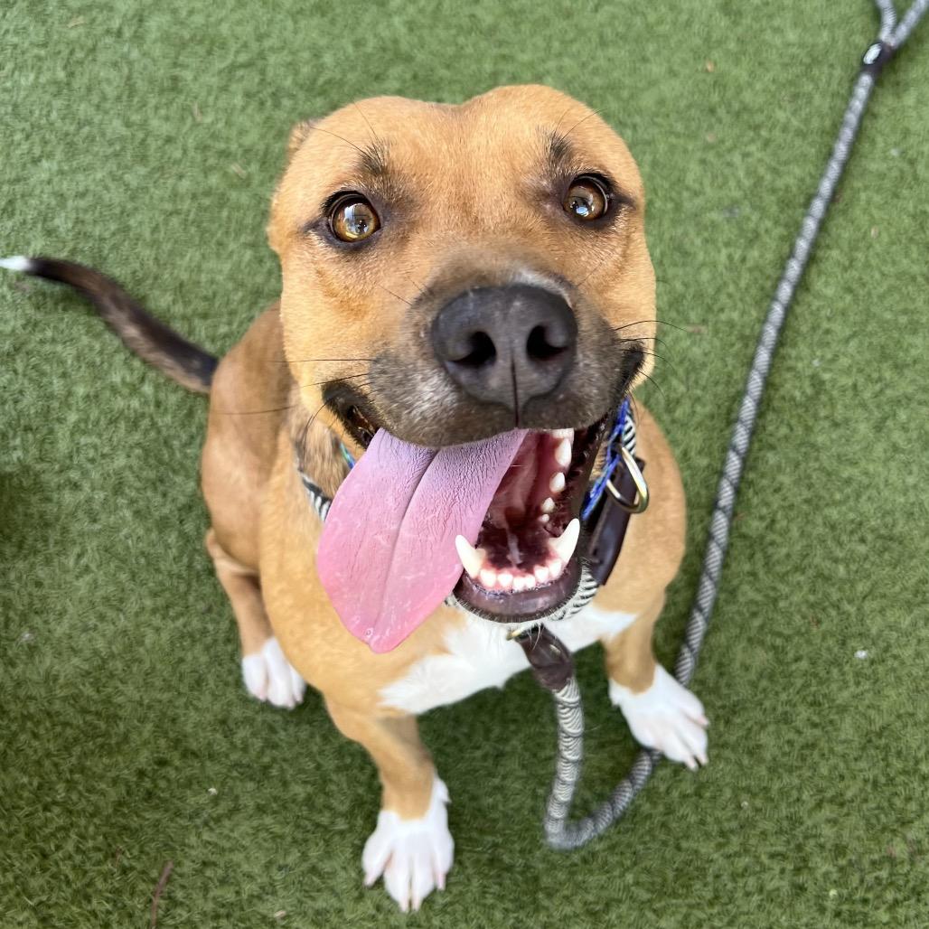 Cider, Adoptable, Adult Male Pit Bull Terrier.