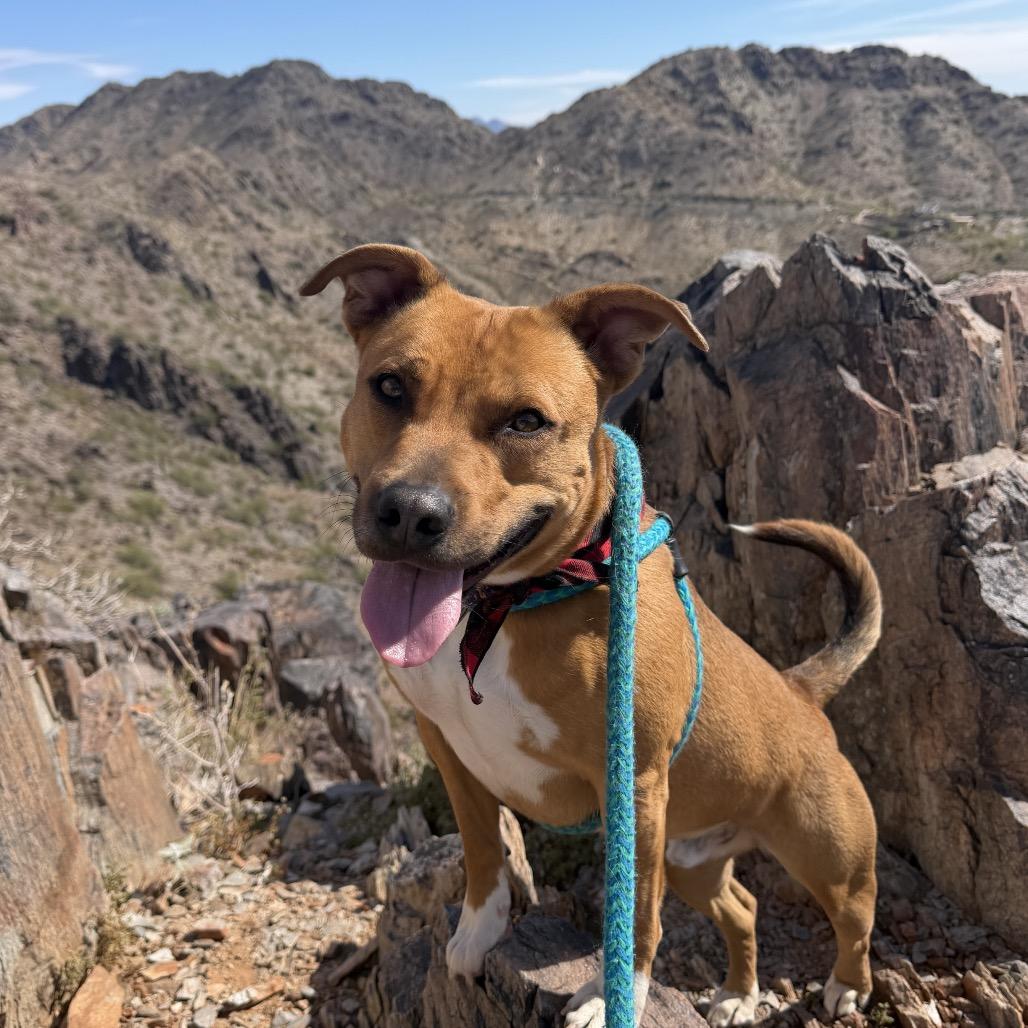 Cider, Adoptable, Adult Male Pit Bull Terrier.