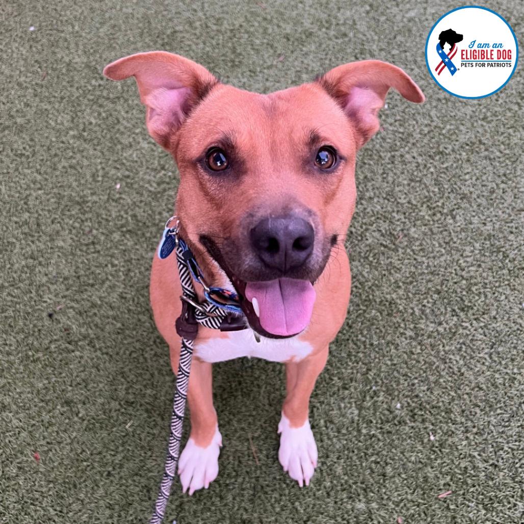 Enlarge Cider, a Adoptable Pit Bull Terrier in Apache Junction, AZ image 2/6