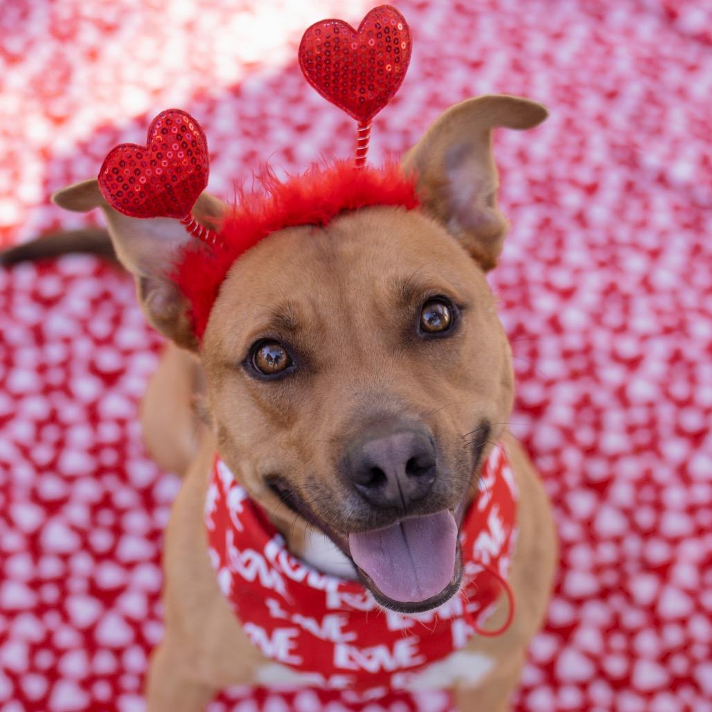 Enlarge Cider, a Adoptable Pit Bull Terrier in Apache Junction, AZ image 3/6