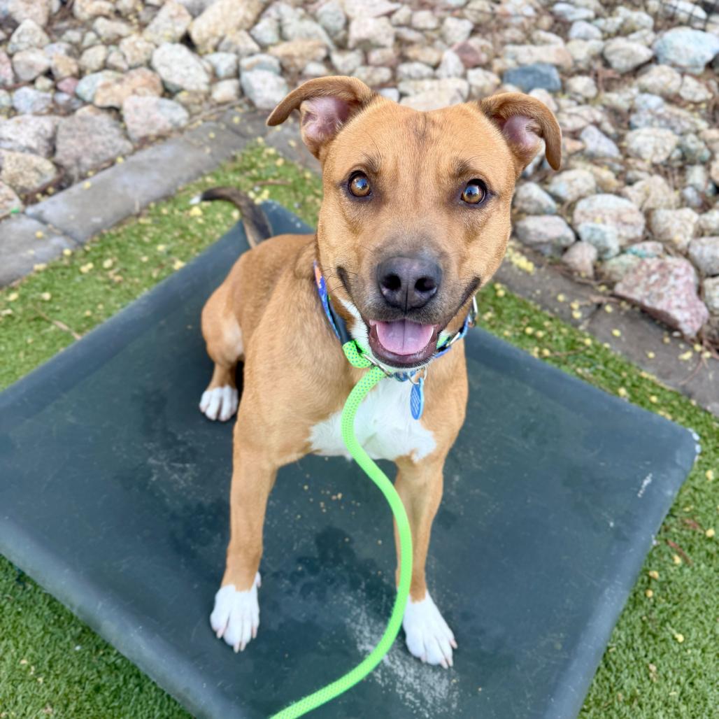 Enlarge Cider, a Adoptable Pit Bull Terrier in Apache Junction, AZ image 3/6