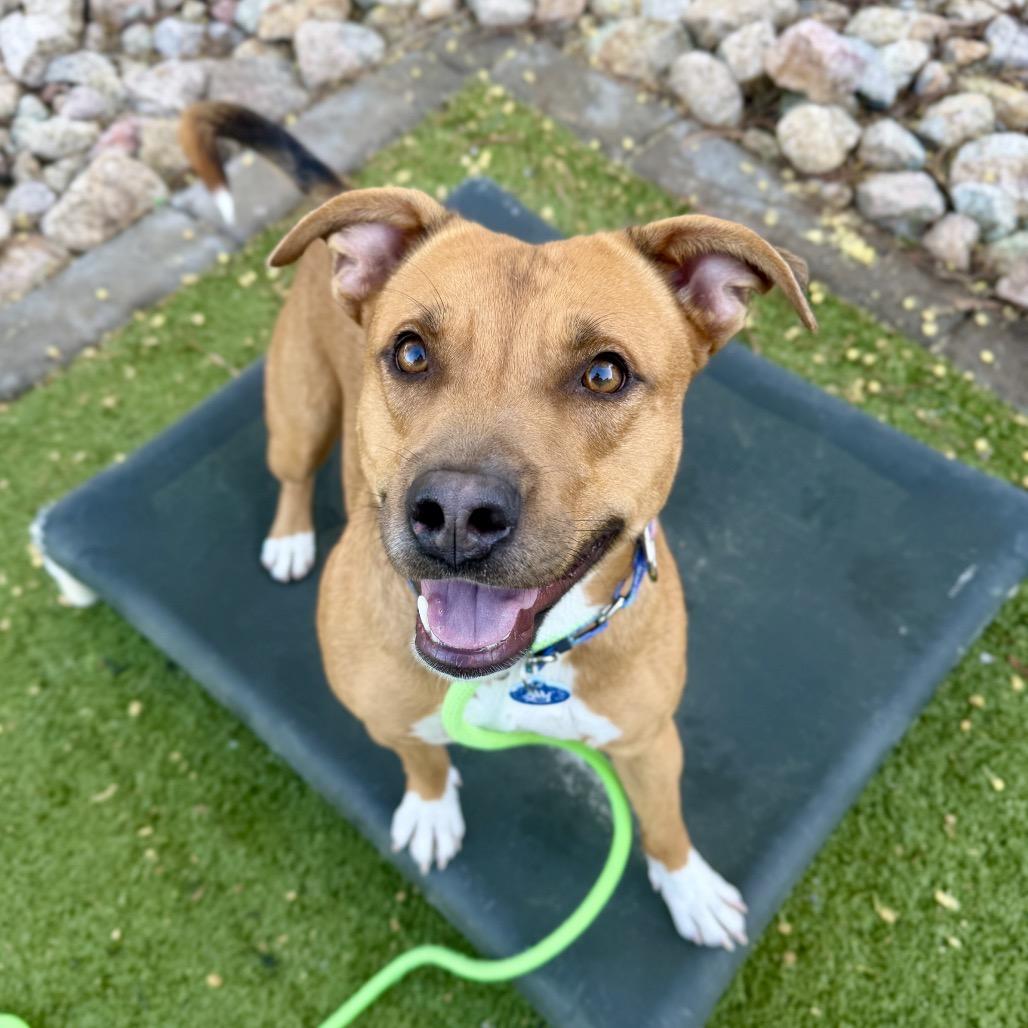 Enlarge Cider, a Adoptable Pit Bull Terrier in Apache Junction, AZ image 4/6