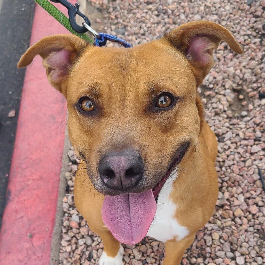 Enlarge Cider, a Adoptable Pit Bull Terrier in Apache Junction, AZ image 5/6