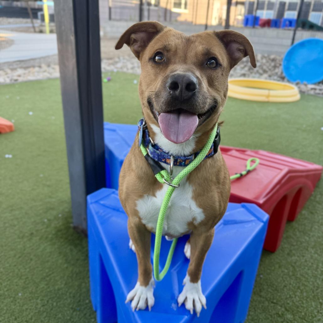 Enlarge Cider, a Adoptable Pit Bull Terrier in Apache Junction, AZ image 6/6