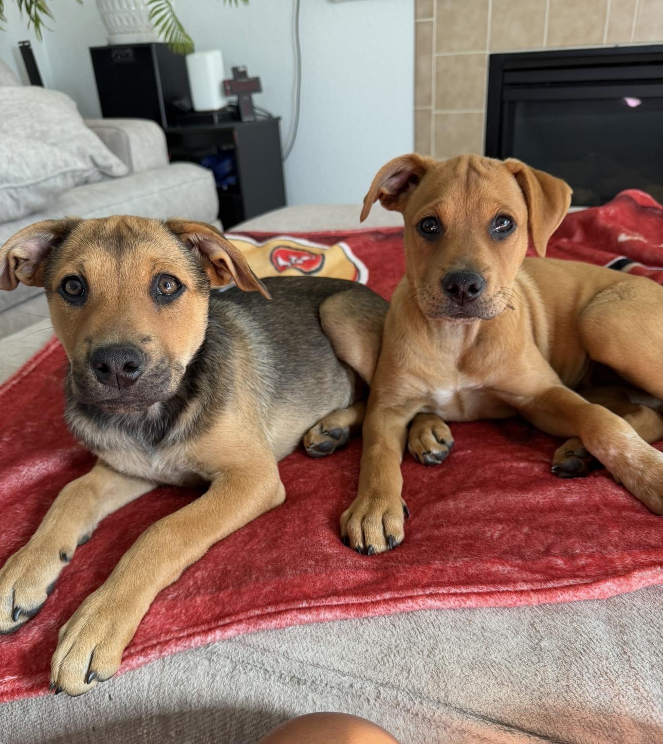Cher & Lizzo, a Adoptable mixed breed in Parker, CO image 1/6