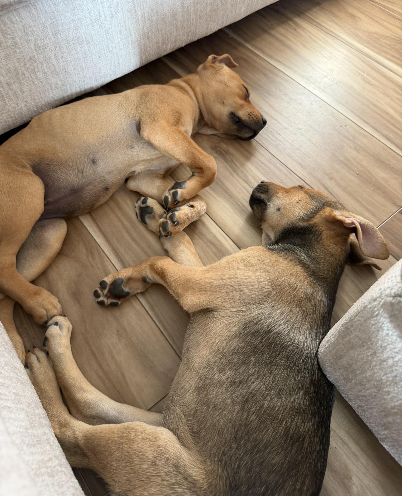 Cher & Lizzo, a Adoptable mixed breed in Parker, CO image 4/6