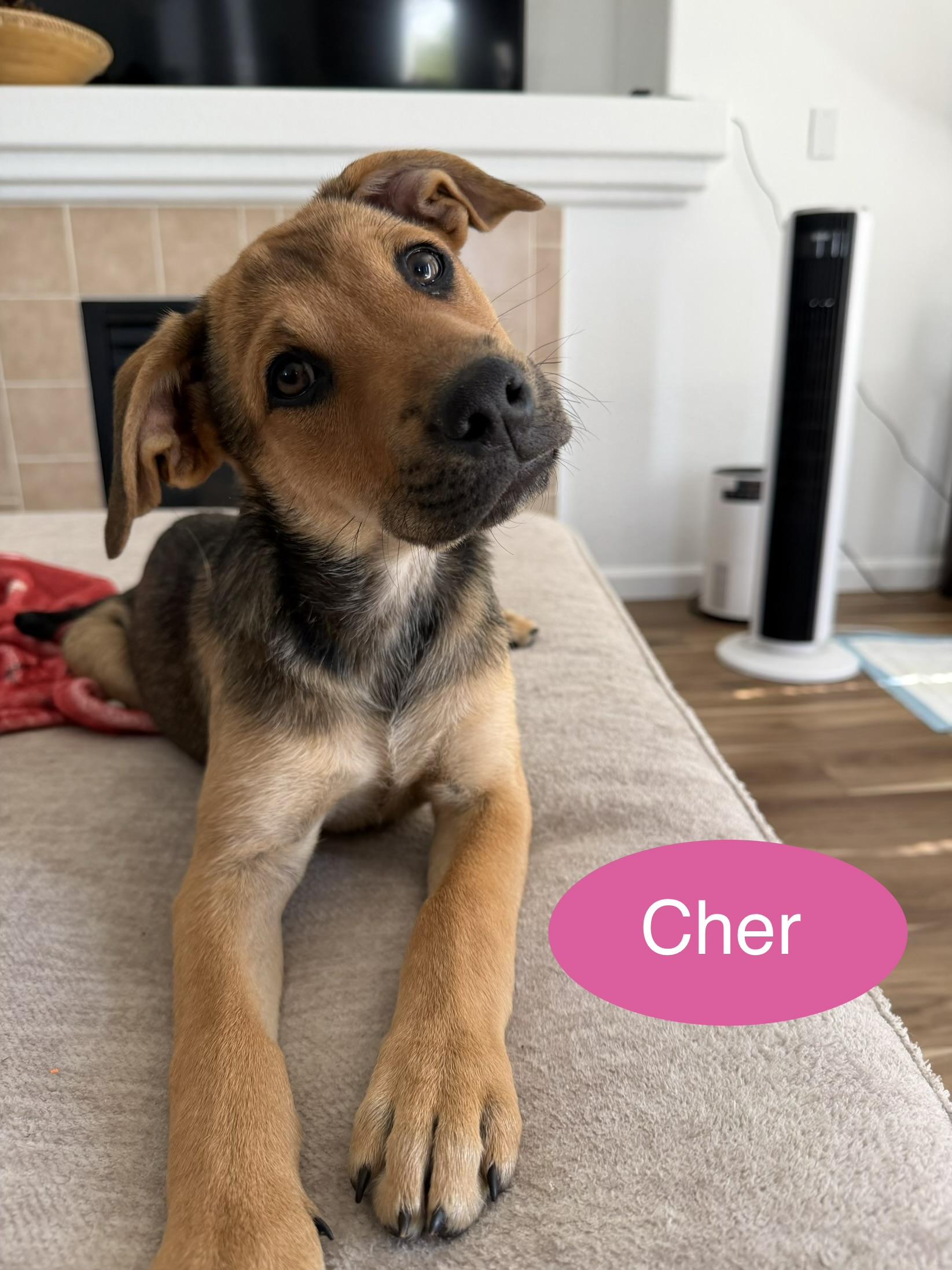 Cher & Lizzo, a Adoptable mixed breed in Parker, CO image 3/6