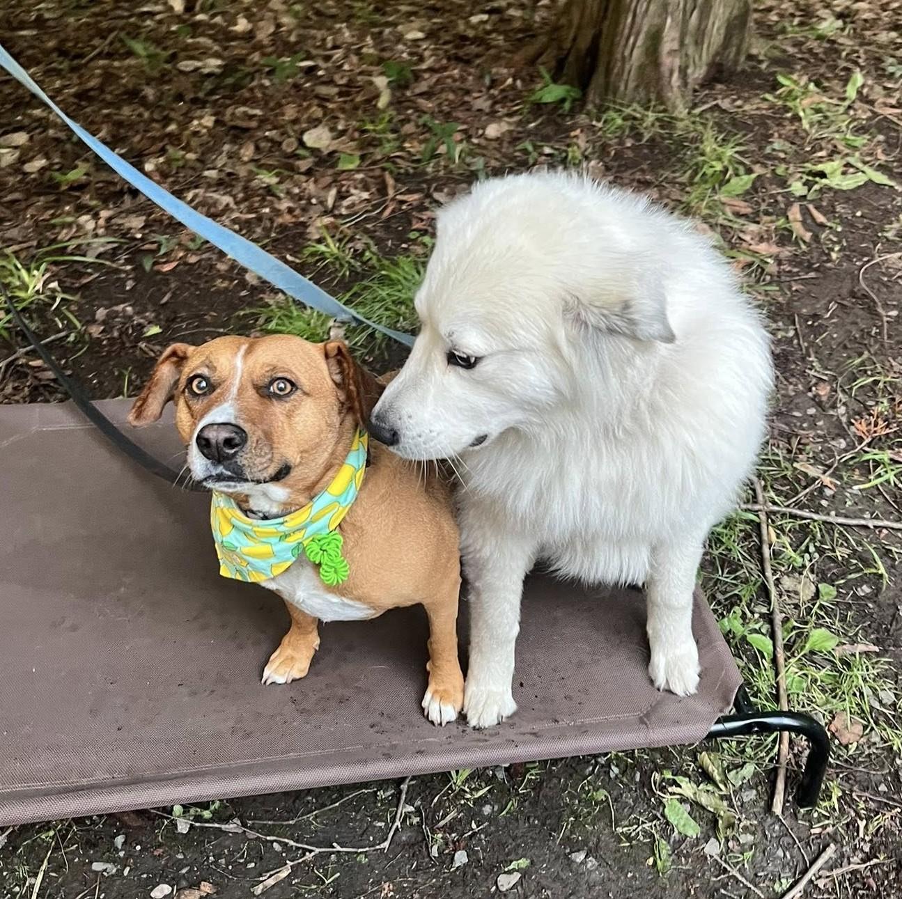 Enlarge Felice, a Adoptable mixed breed in Mississauga, ON image 5/6