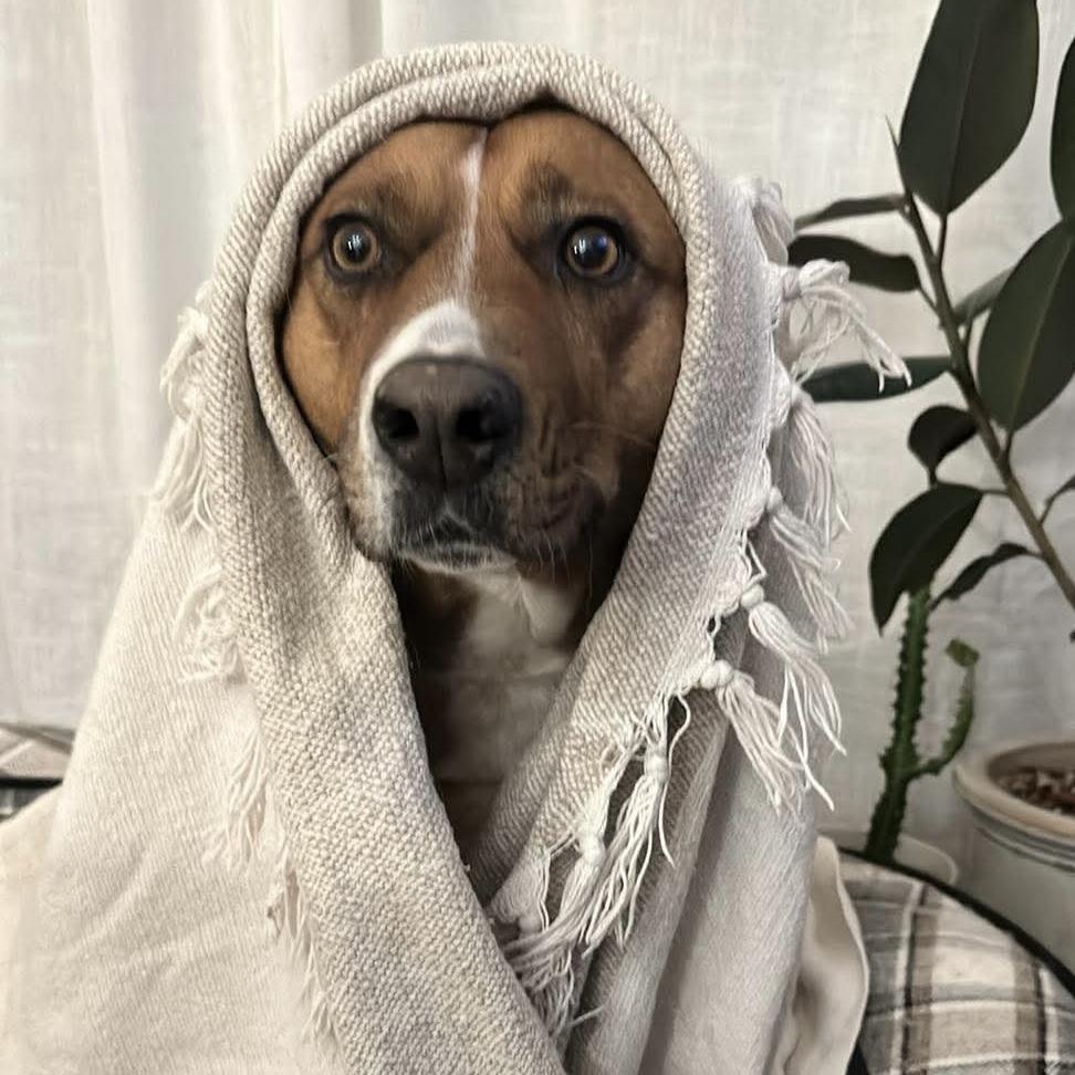 Enlarge Felice, a Adoptable mixed breed in Mississauga, ON image 3/6