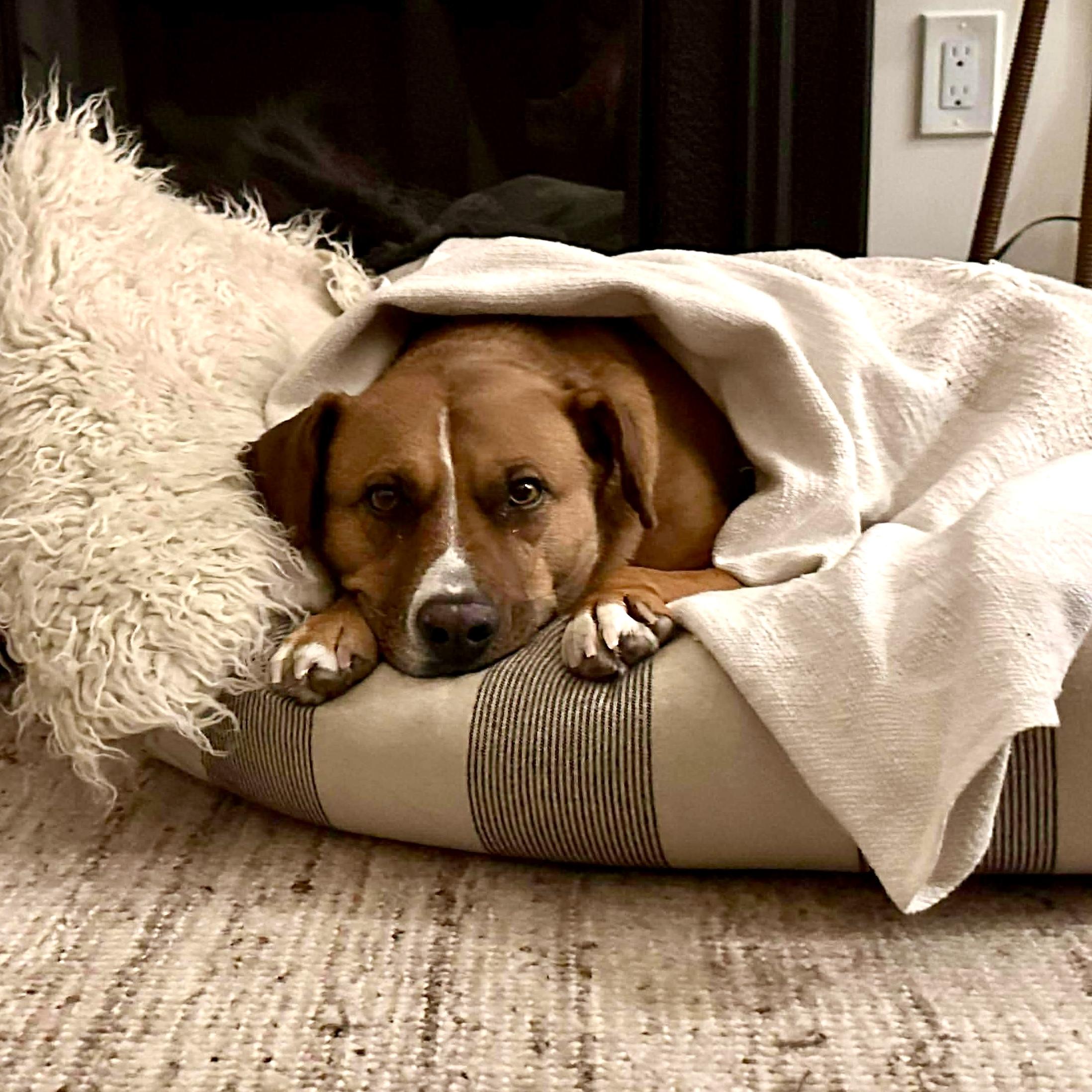 Enlarge Felice, a Adoptable mixed breed in Mississauga, ON image 4/6