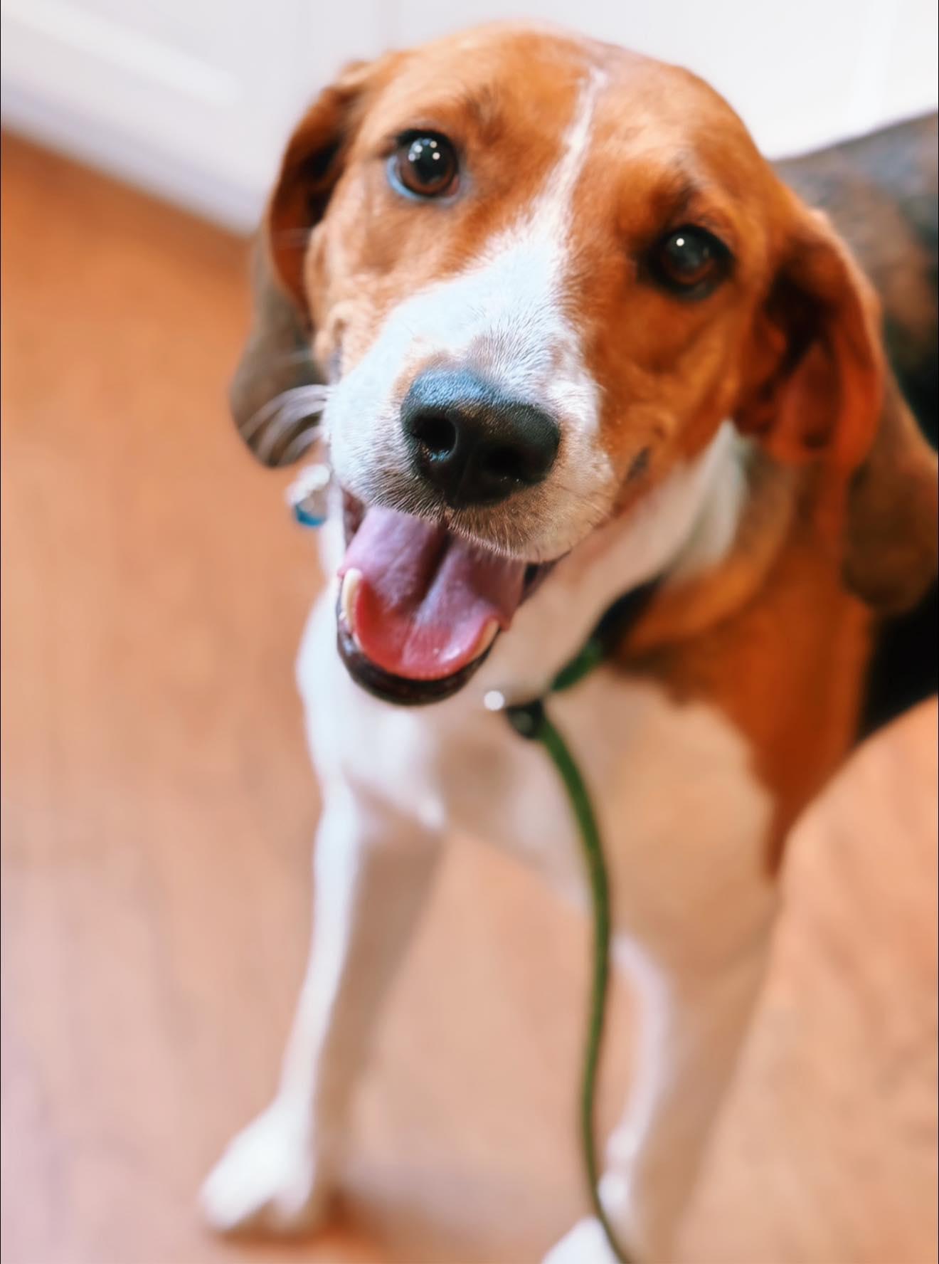 Honeysuckle, Adoptable, Adult Female Treeing Walker Coonhound.
