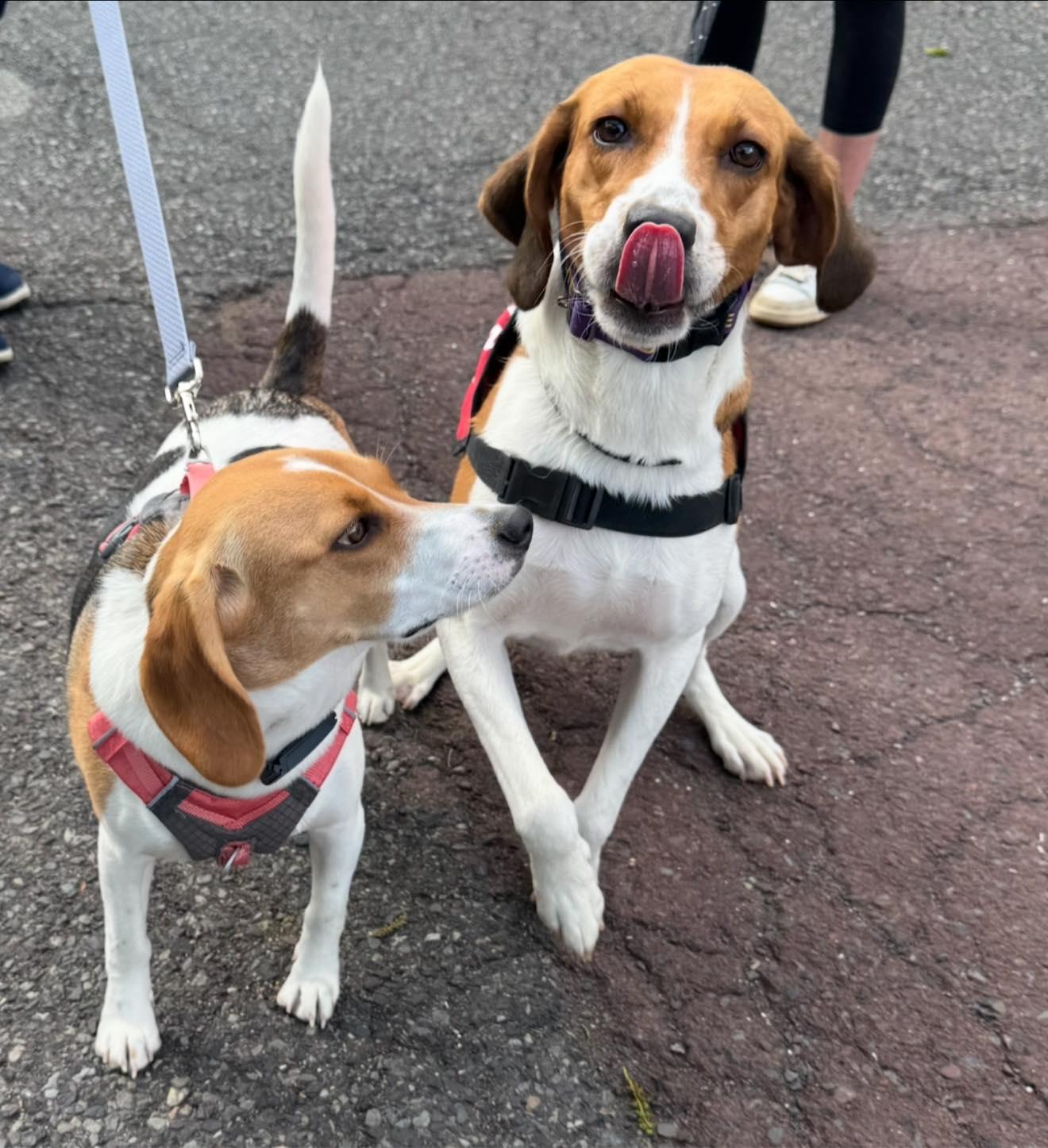 Enlarge Honeysuckle, a Adoptable mixed breed in Perkasie, PA image 2/6