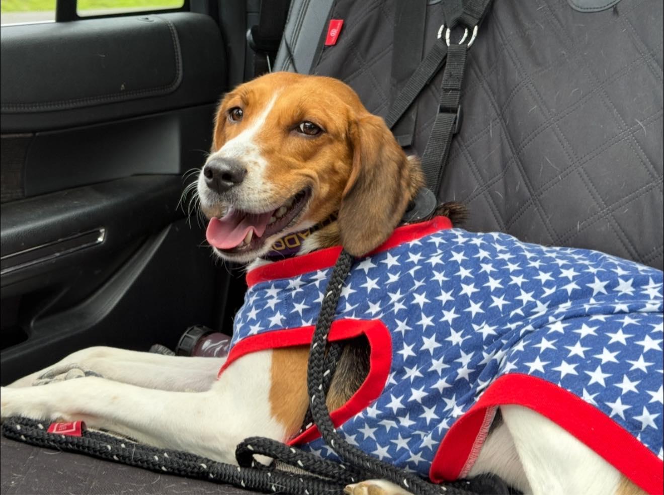 Honeysuckle thumbnail 3