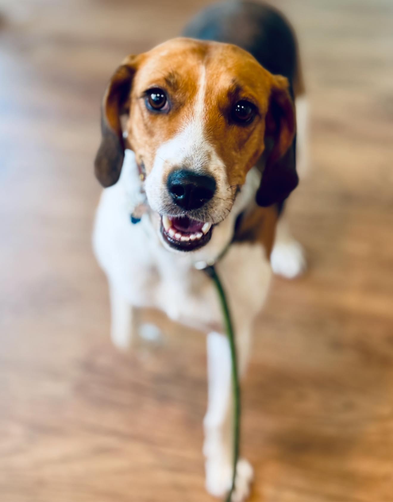 Enlarge Honeysuckle, a Adoptable mixed breed in Perkasie, PA image 4/6