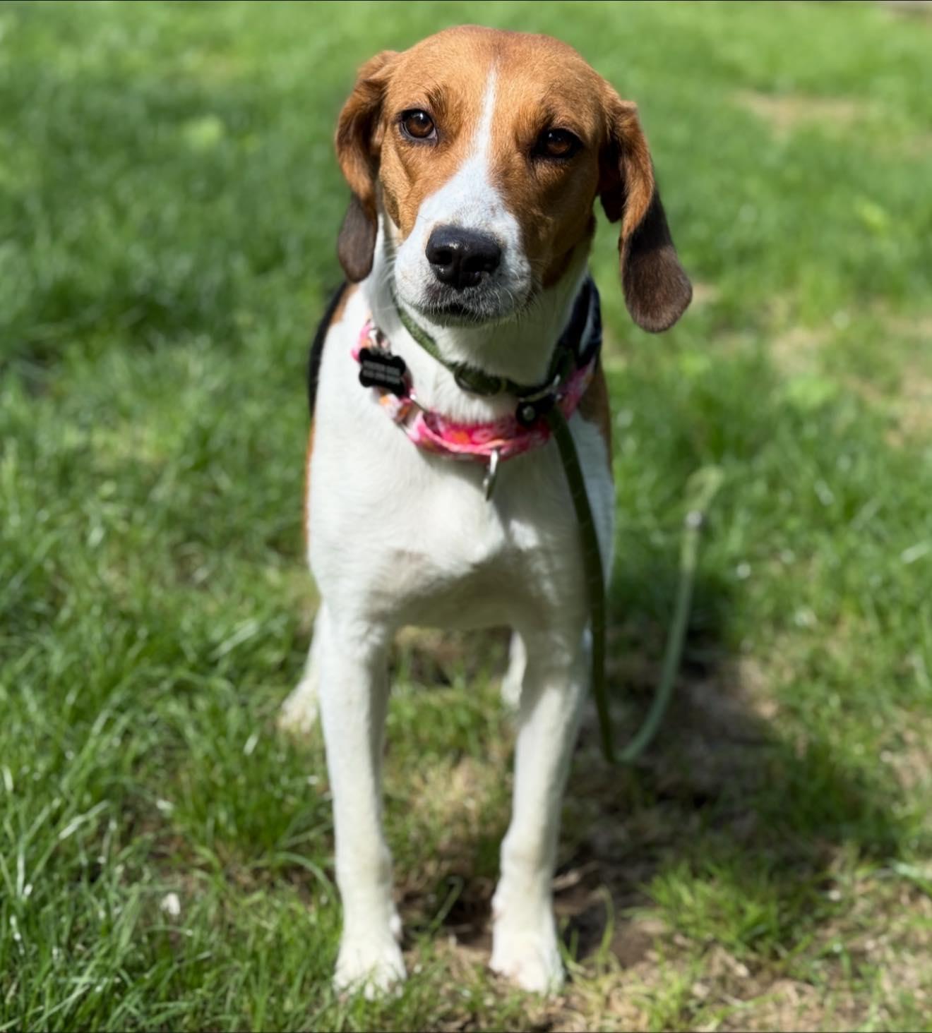 Enlarge Honeysuckle, a Adoptable mixed breed in Perkasie, PA image 5/6