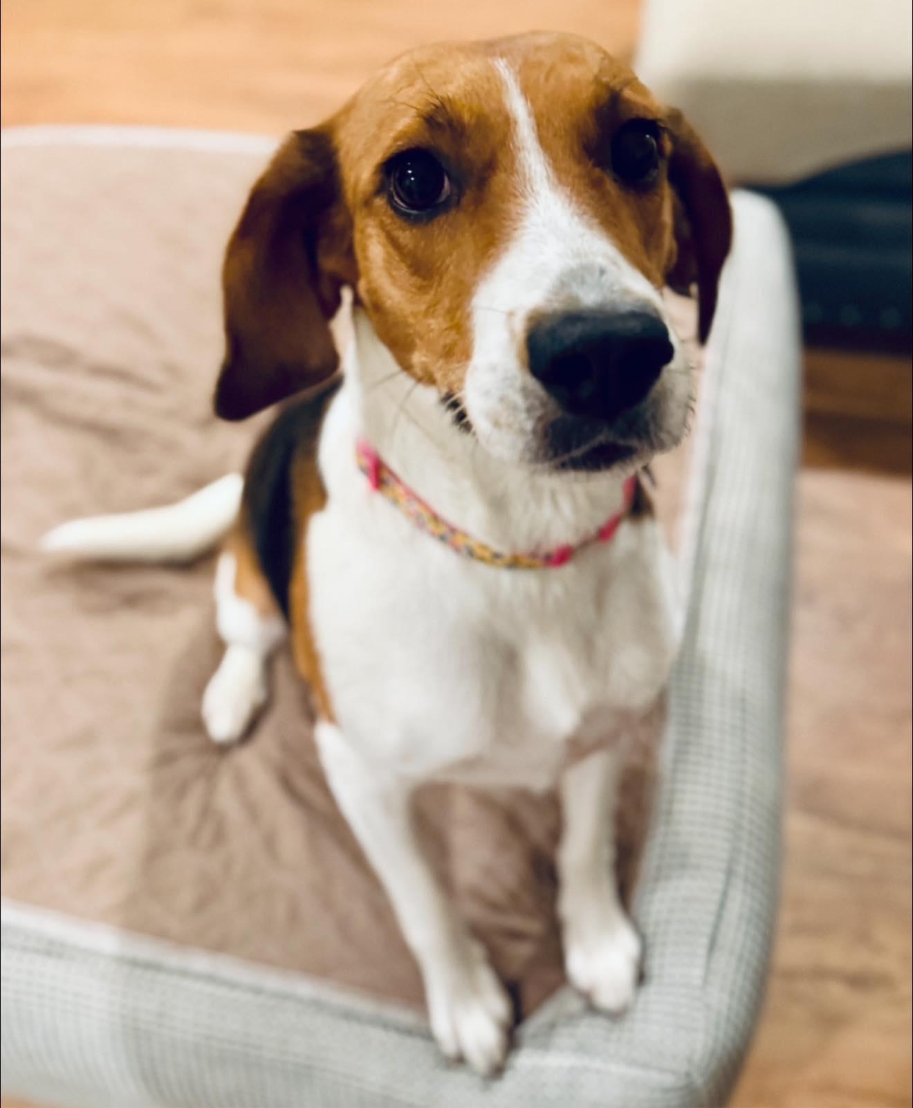 Enlarge Honeysuckle, a Adoptable mixed breed in Perkasie, PA image 6/6