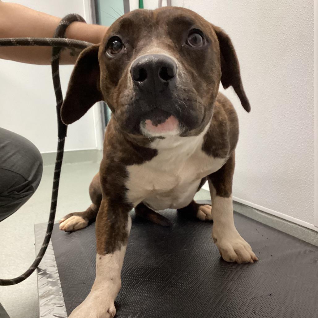 Brie, Adoptable, Young Female Pit Bull Terrier.