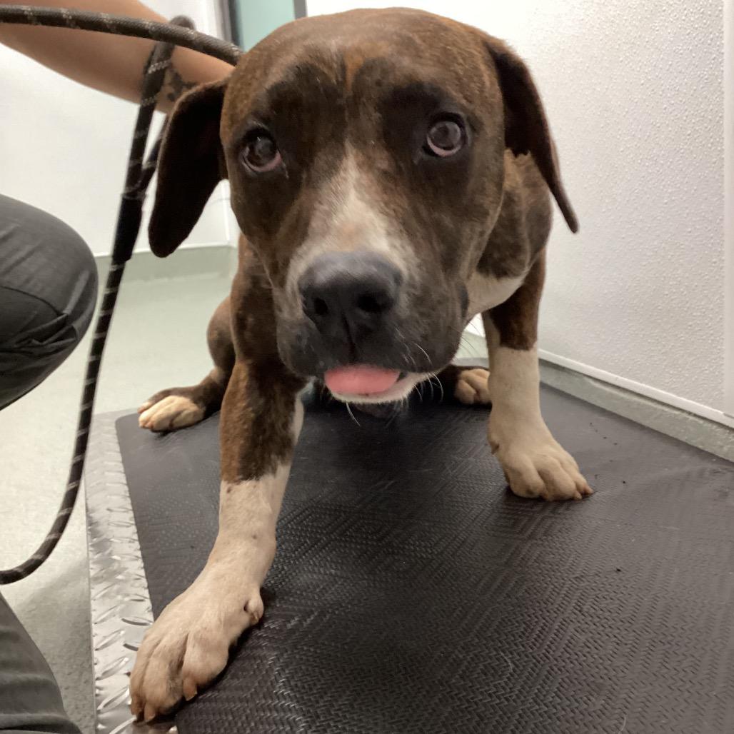 Enlarge Brie, a Adoptable Pit Bull Terrier in Abilene, TX image 2/4