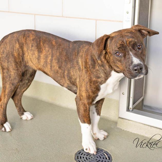 Enlarge Brie, a Adoptable Pit Bull Terrier in Abilene, TX image 3/4