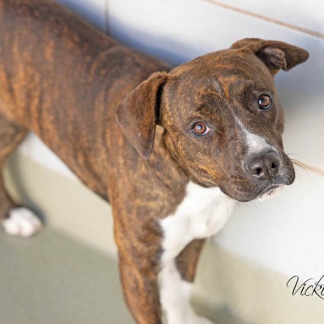 Enlarge Brie, a Adoptable Pit Bull Terrier in Abilene, TX image 4/4