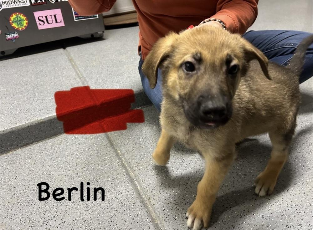 Worldwide Woofs Litter - Berlin located in Arizona — thumbnail 2
