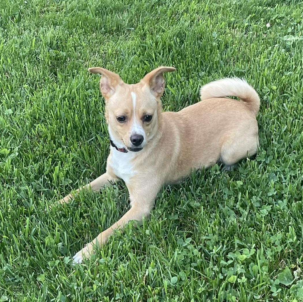 Shelby, a ADOPTABLE mixed breed in Minneapolis, MN image 6/6