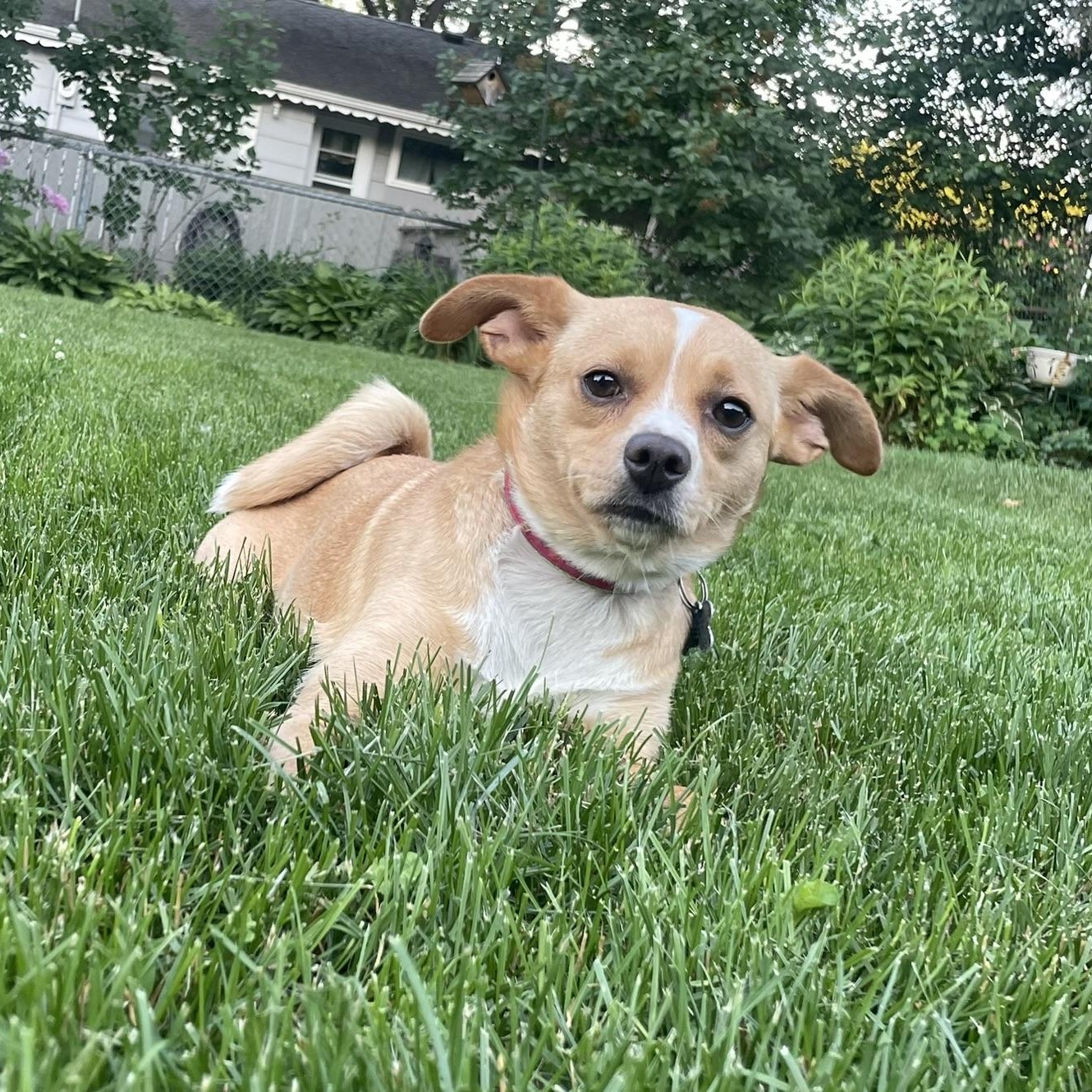 Shelby, a ADOPTABLE mixed breed in Minneapolis, MN image 1/6