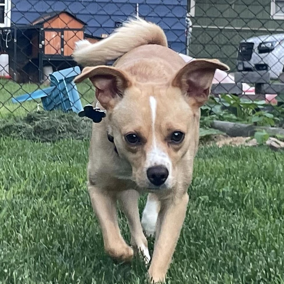 Shelby, a ADOPTABLE mixed breed in Minneapolis, MN image 3/6