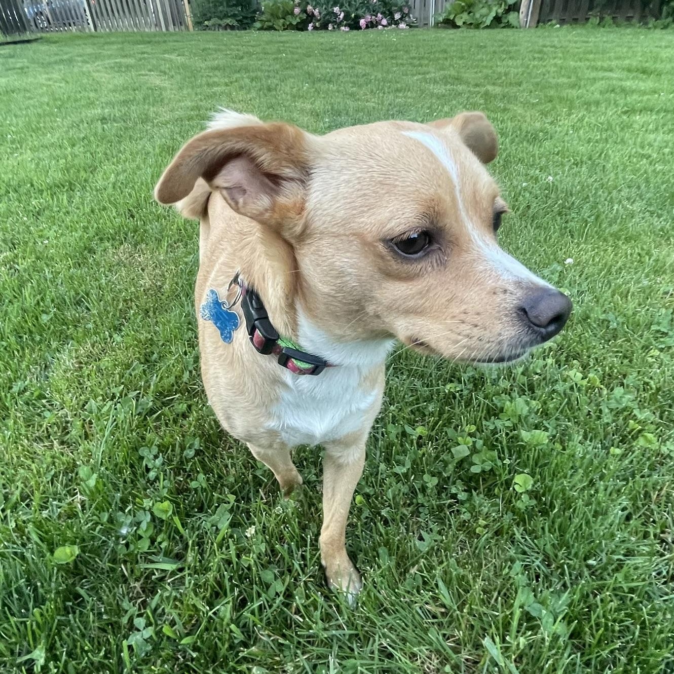 Shelby, a ADOPTABLE mixed breed in Minneapolis, MN image 4/6