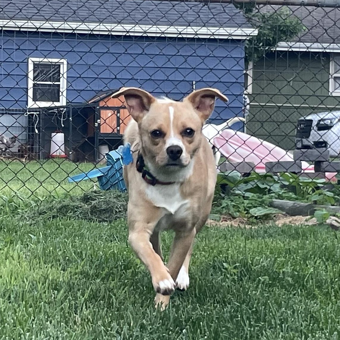 Shelby, a ADOPTABLE mixed breed in Minneapolis, MN image 5/6
