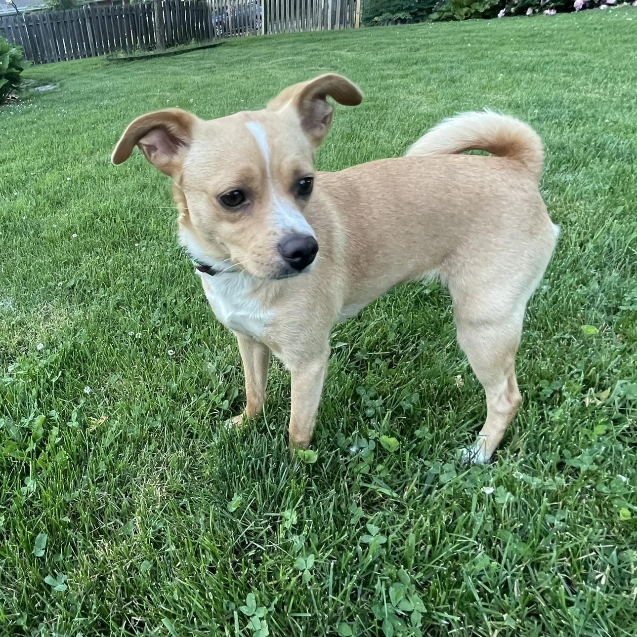 Shelby, a ADOPTABLE mixed breed in Minneapolis, MN image 2/6