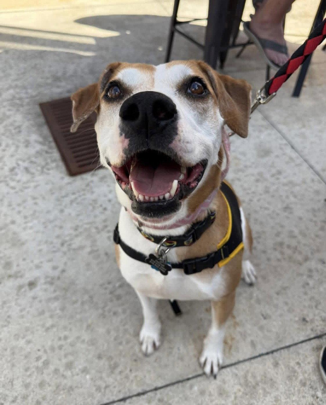 Celeste, Adoptable, Adult Female Boxer & Hound.