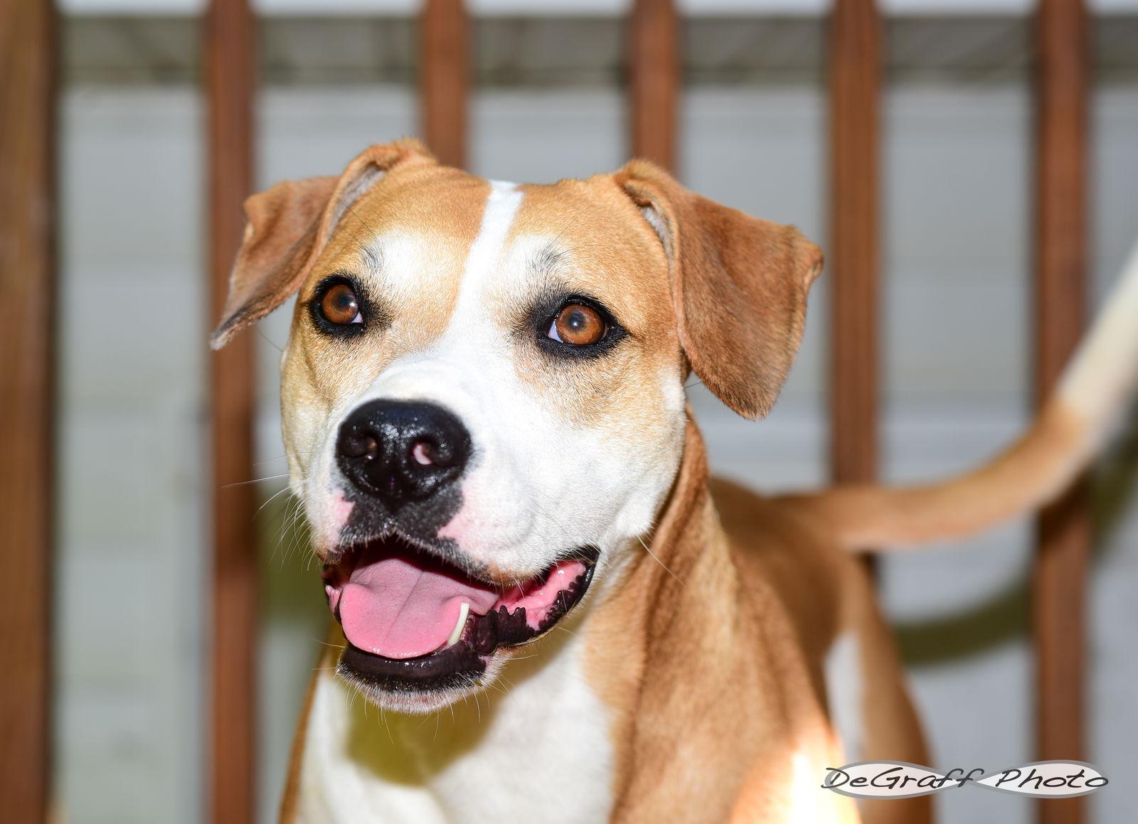 Celeste, Adoptable, Adult Female Boxer & Hound.