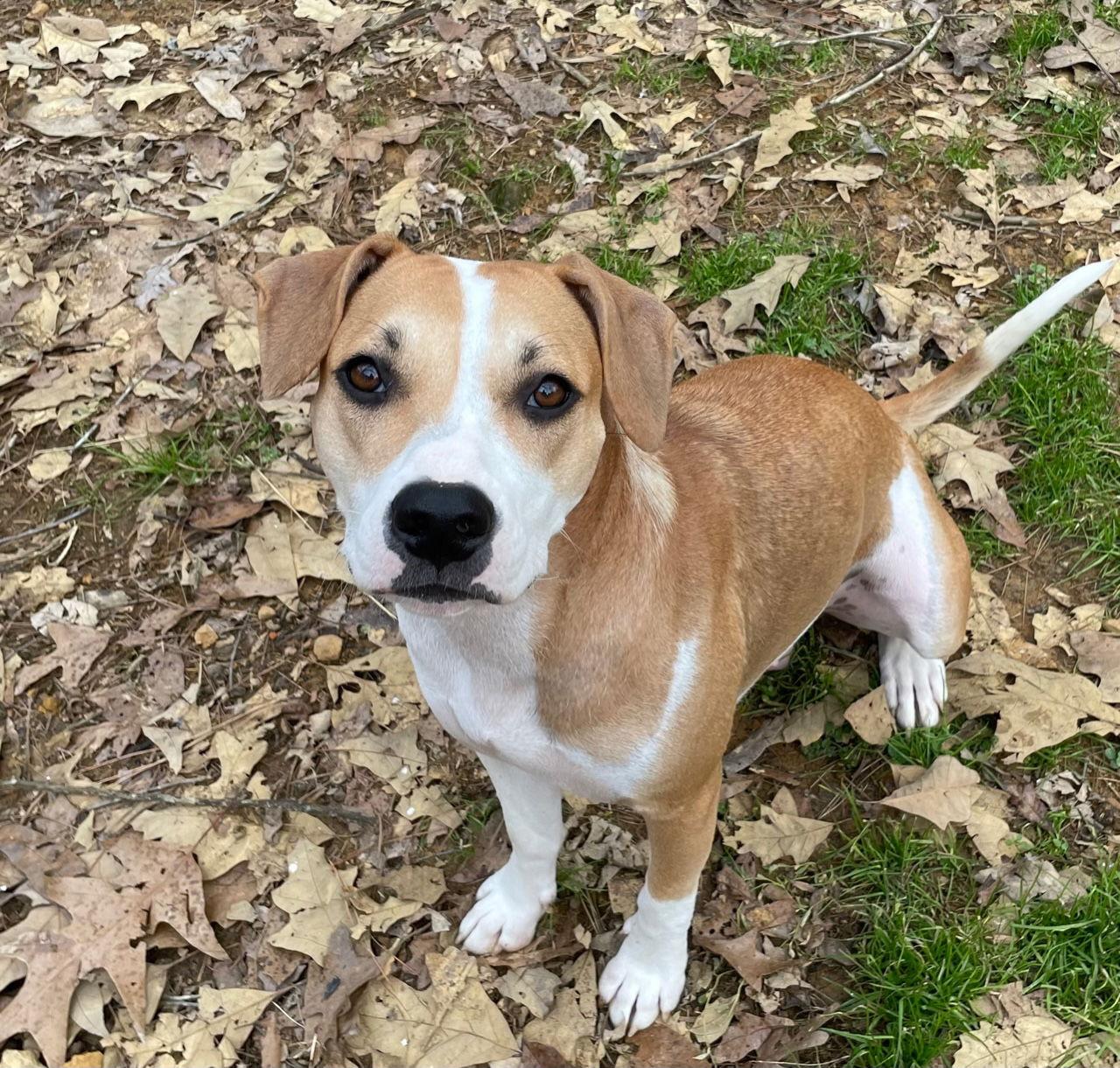 Celeste, a Adoptable mixed breed image 2/3