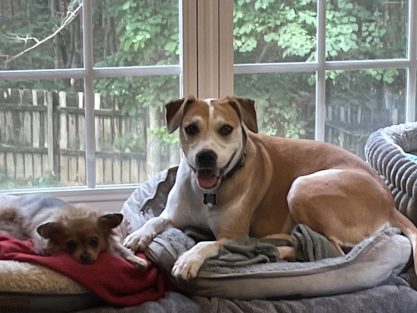 Celeste, a Adoptable mixed breed in Pittsboro, NC image 3/3