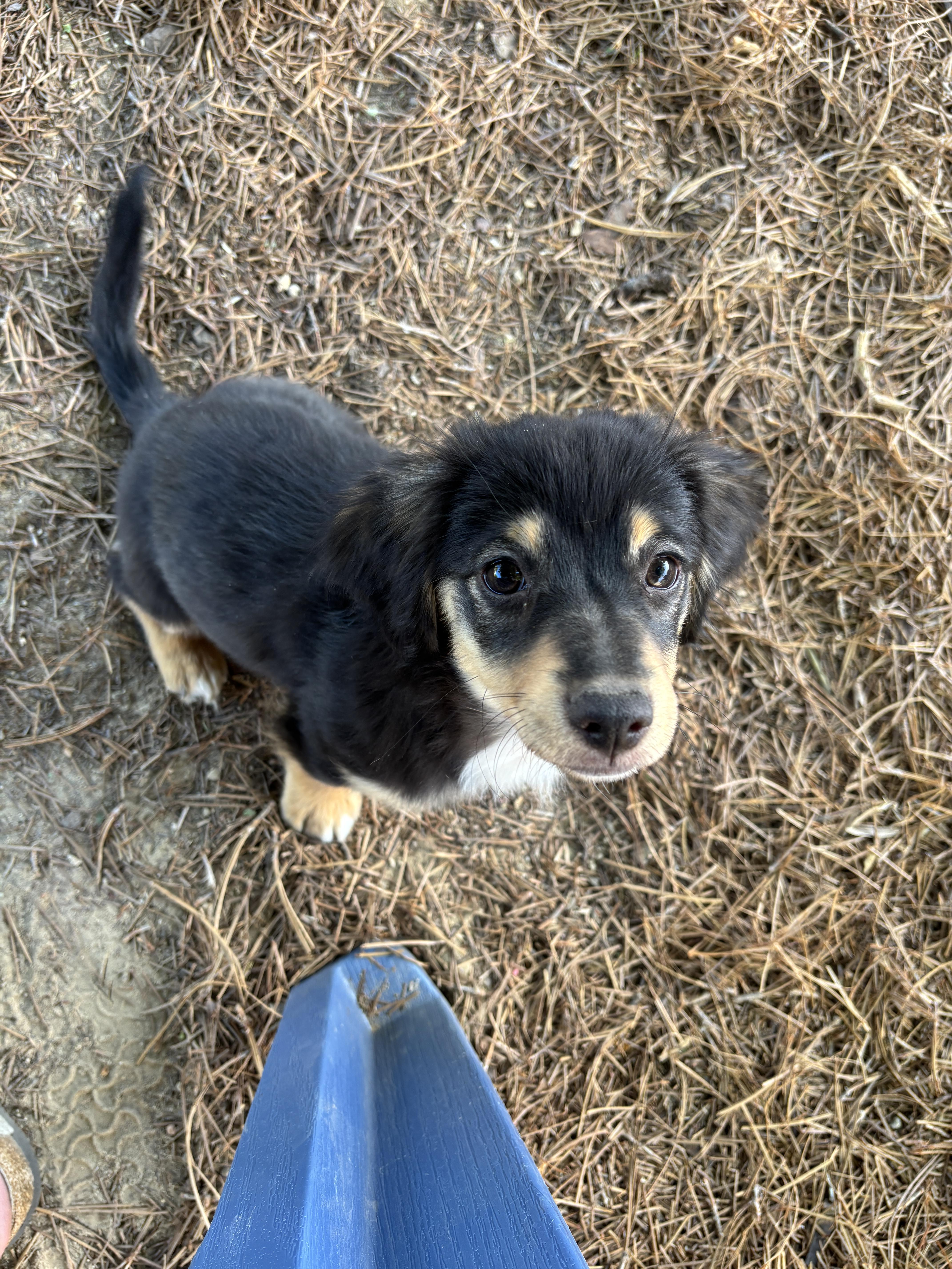 Enlarge Starski, a ADOPTABLE mixed breed in Lancaster, CA image 2/3