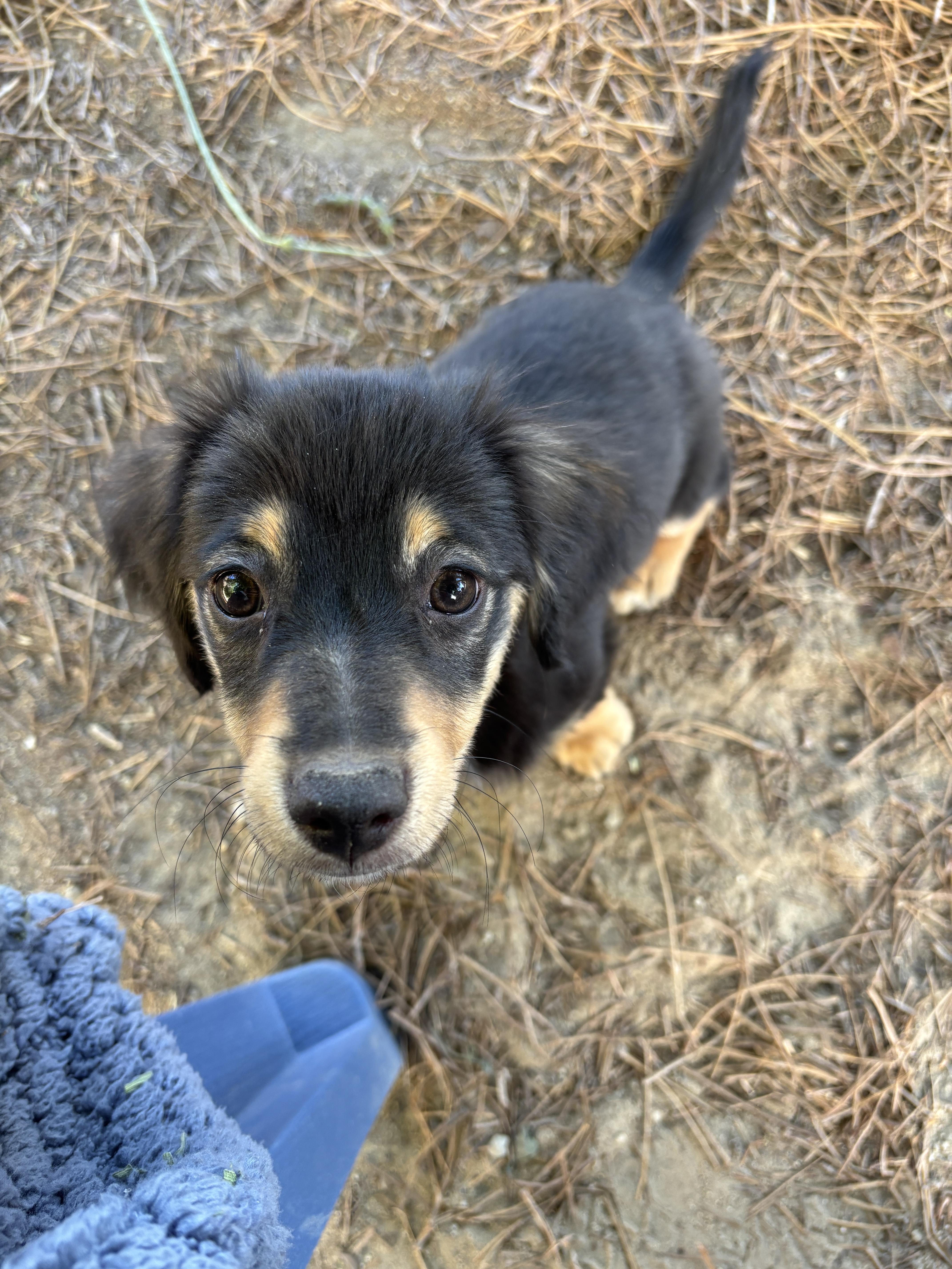 Enlarge Starski, a ADOPTABLE mixed breed in Lancaster, CA image 3/3