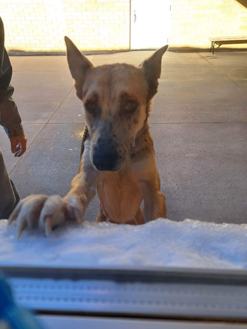 Enlarge Max, a Adoptable mixed breed in Puyallup, WA image 1/4