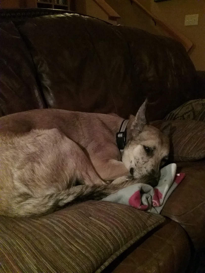 Enlarge Max, a Adoptable mixed breed in Puyallup, WA image 2/4