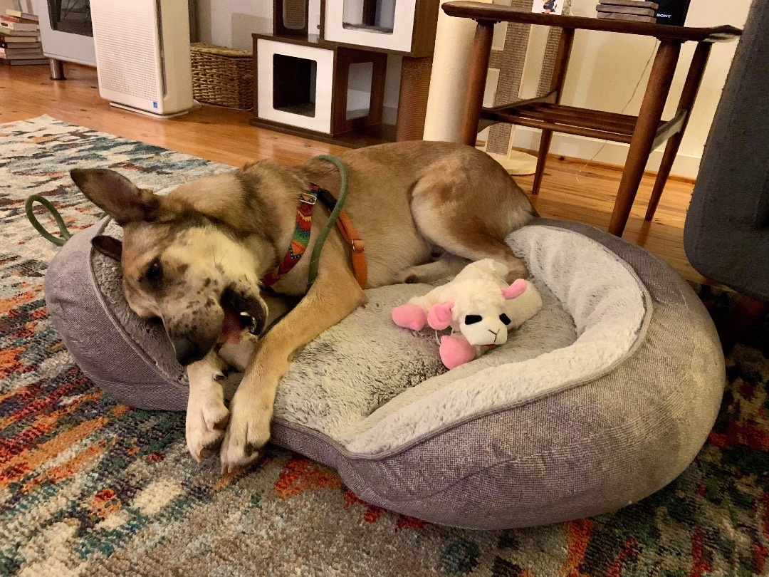 Enlarge Max, a Adoptable mixed breed in Puyallup, WA image 4/4