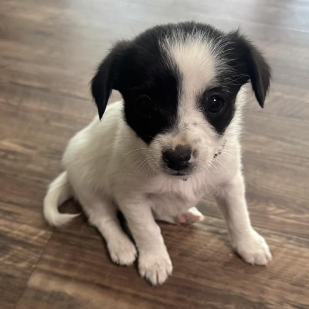 Roo, Adoptable, Puppy Female Jack Russell Terrier.