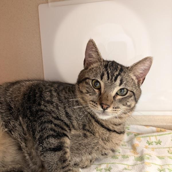 Knox — thumbnail 2