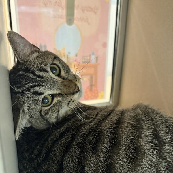 Knox — thumbnail 3